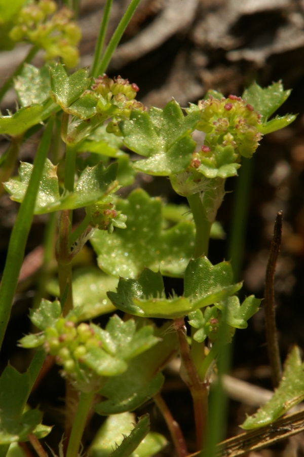Hydrocotyle callicarpa
